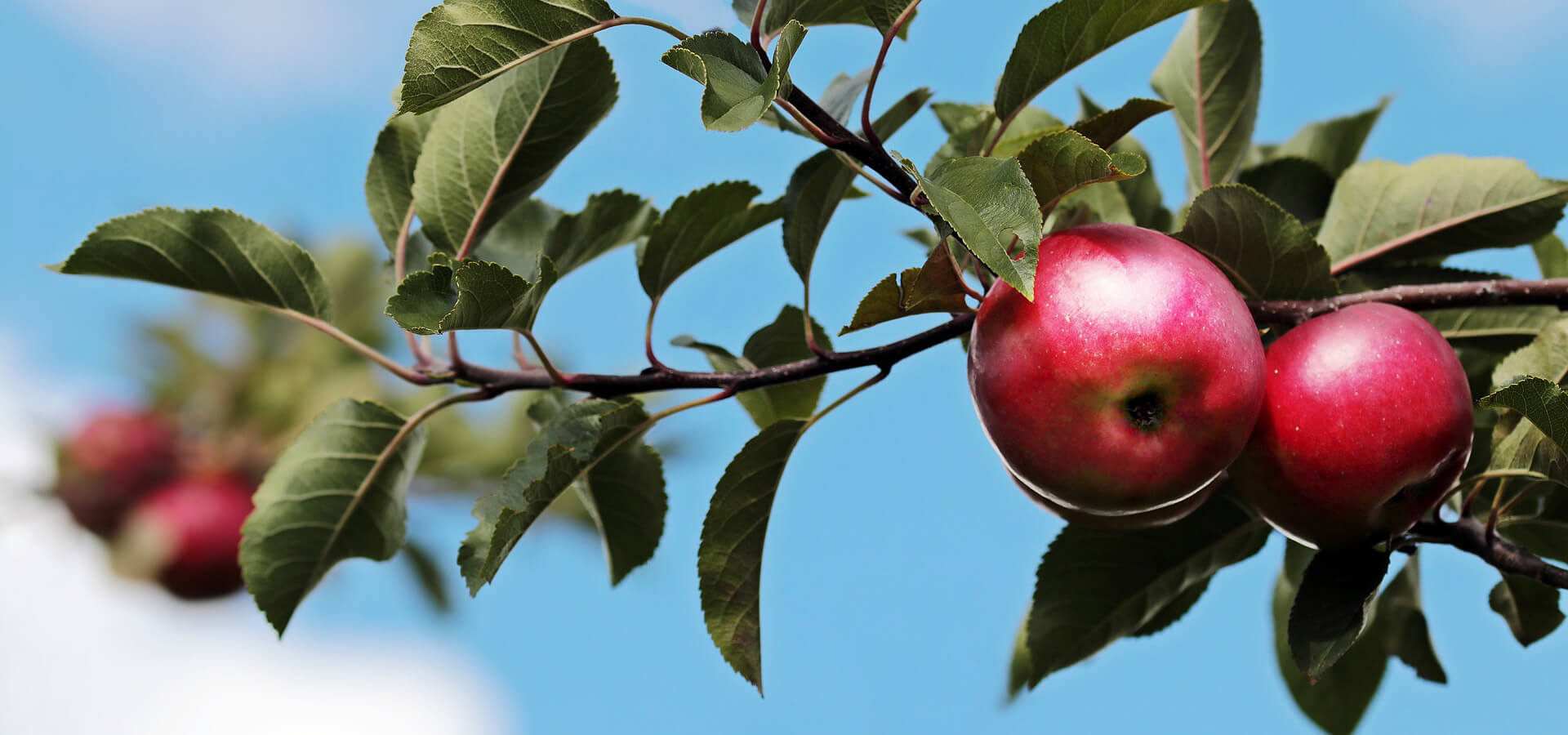 Apples National Fruit Collections Trust