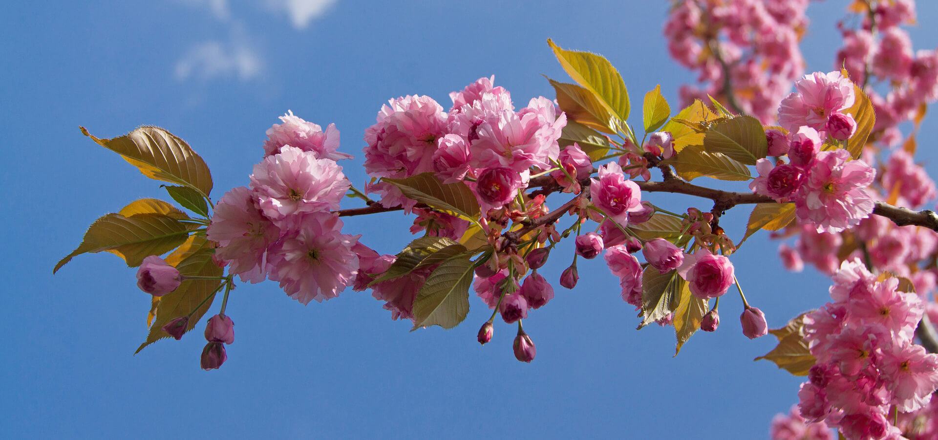 Blossoms National Fruit Collections Trust Kent
