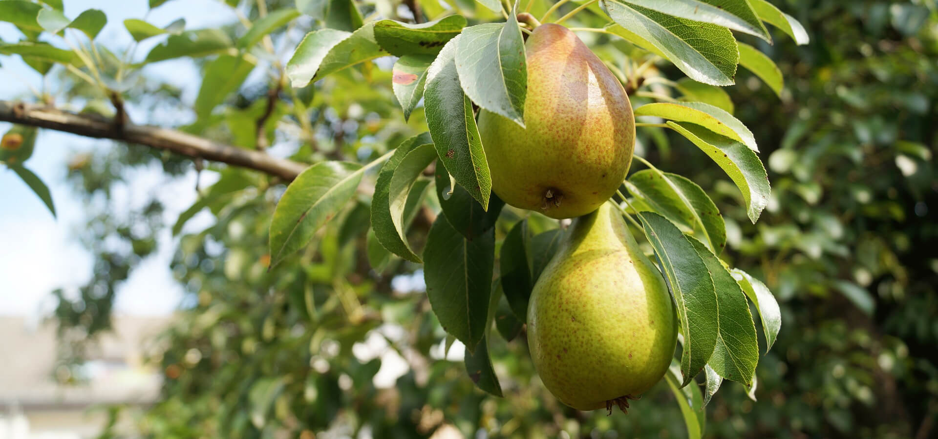 Pears National Fruit Collections Trust Kent