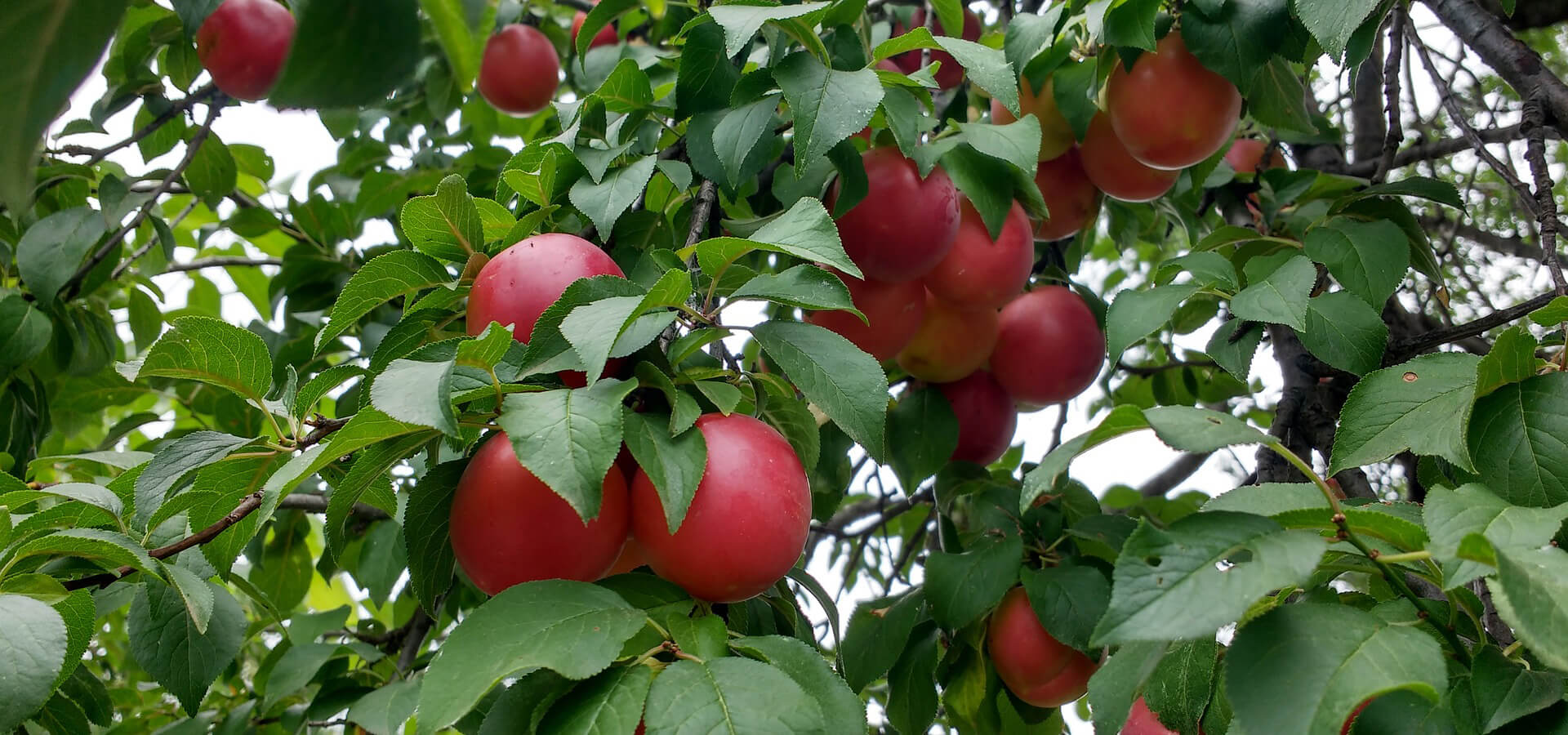 Plums National Fruit Collections Trust Kent