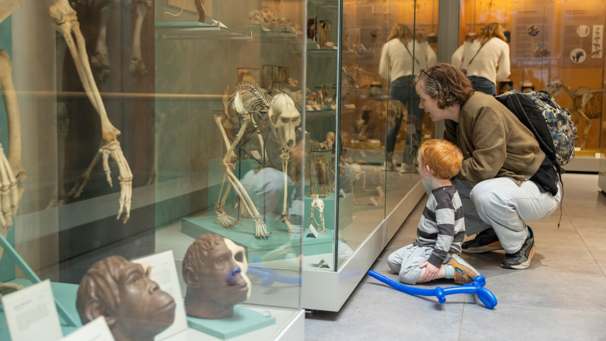 Adult and child look at display of bones at Community Festival 2024