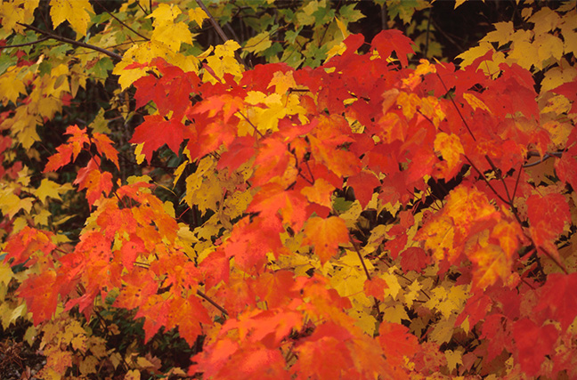 Autumn leaves