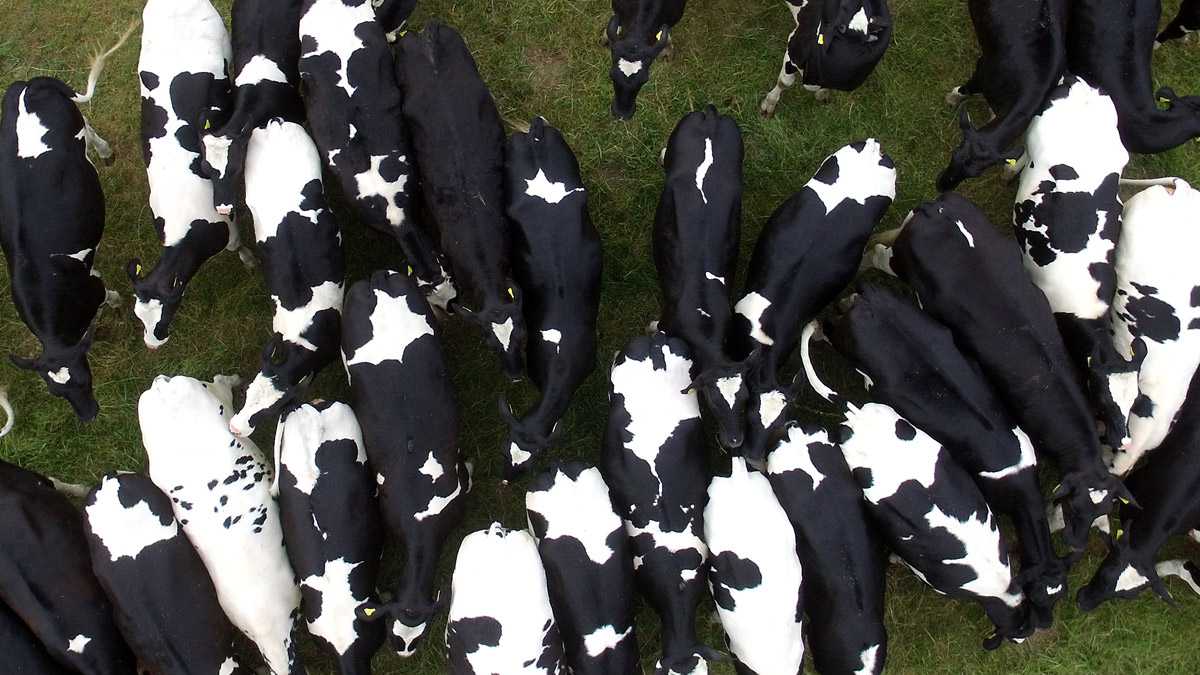Picture of cows from above