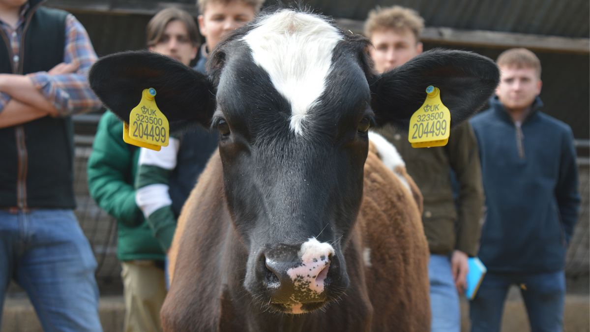 Close up of a calf