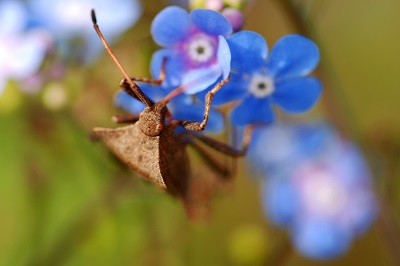 Shield Bug