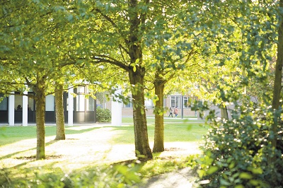 Sunlight Trees