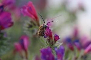 insect_web853827_60248