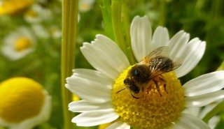 Bee on flower