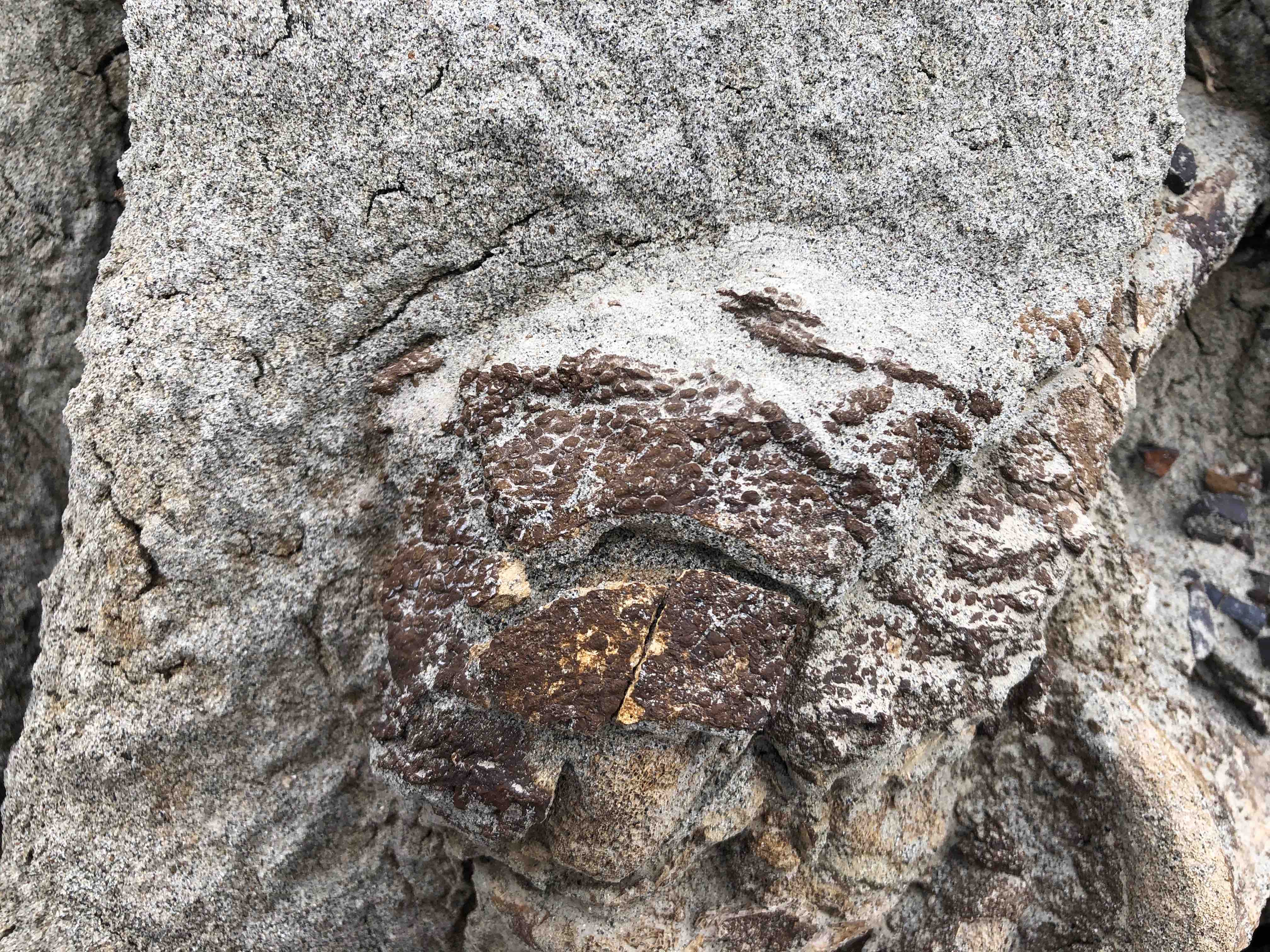 Close up detail of ankle bones with skin impressions