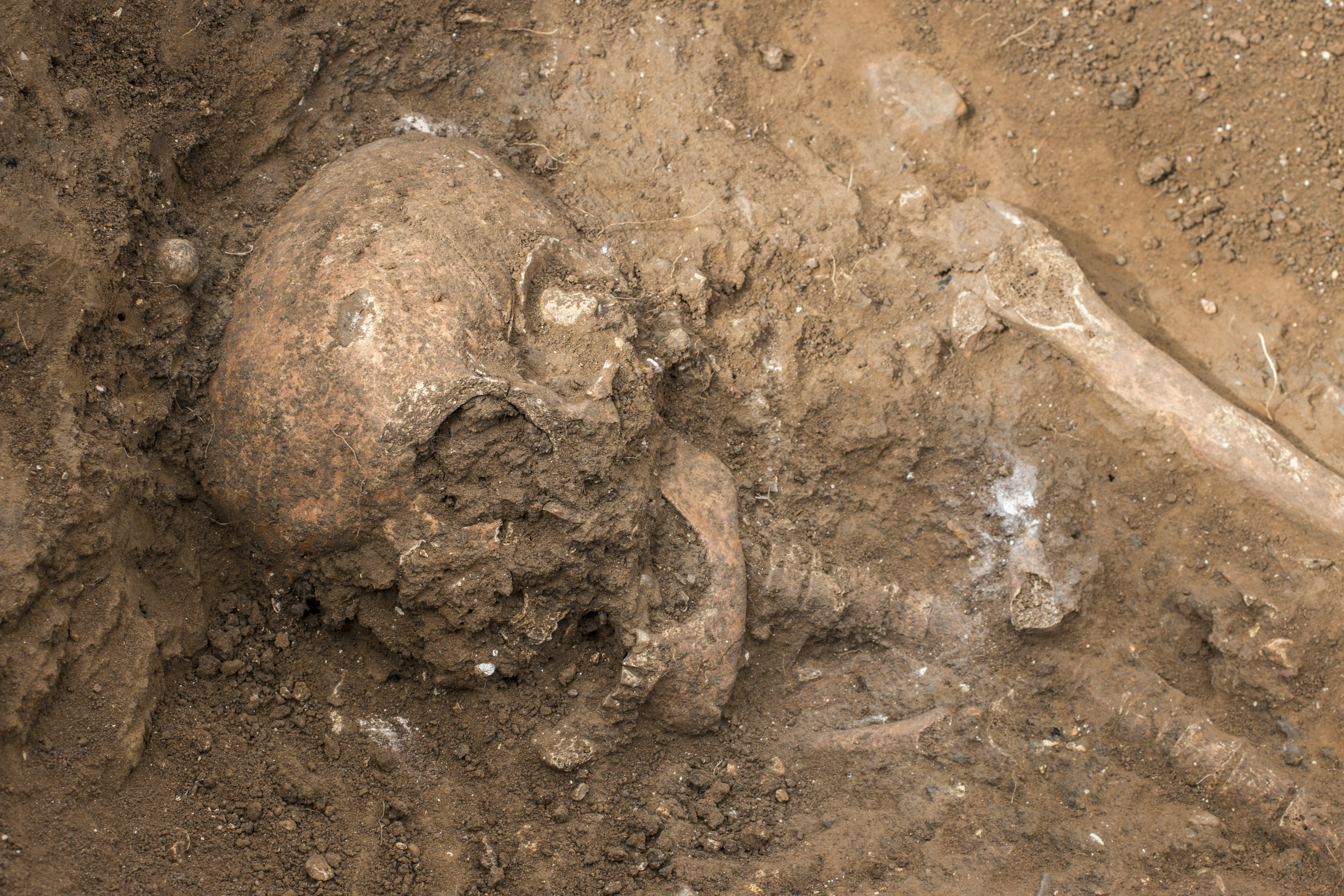 A skull uncovered in the burial ground within the Cookham monastery site