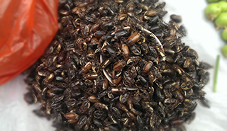 A pile of edible insects