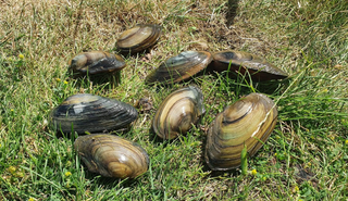 Mussels collected by Isobel Ollard