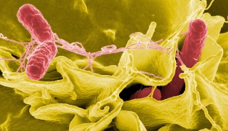 "Salmonella Bacteria" by NIAID is licensed under CC BY 2.0.