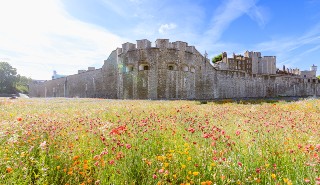 Superbloom exhibit at the Tower of London