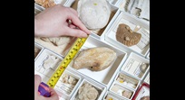 A draw of molluscs being measured