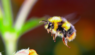 bee on a flower