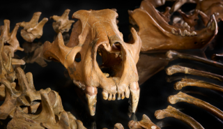 Cave lion 3
