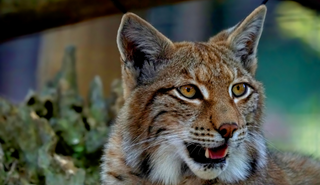 A lynx