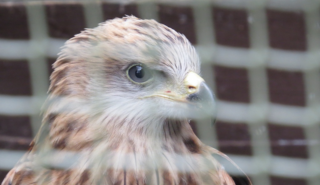 Red kite