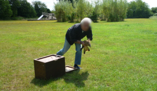 red kite released