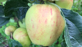 deformed apple