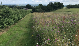 Flower margin