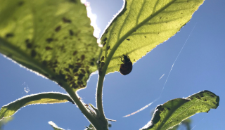 Ladybird