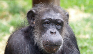 Choppers the chimp