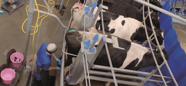 Milking machines milking cows at the University farm