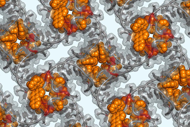 Computer model of DNA