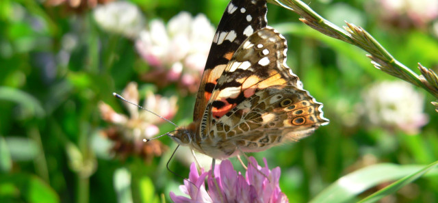 A butterfly on a flower