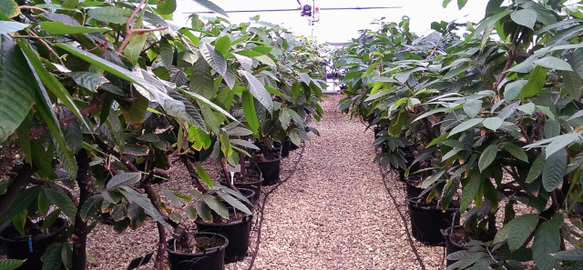 Reading University is home the international cocoa quarantine centre