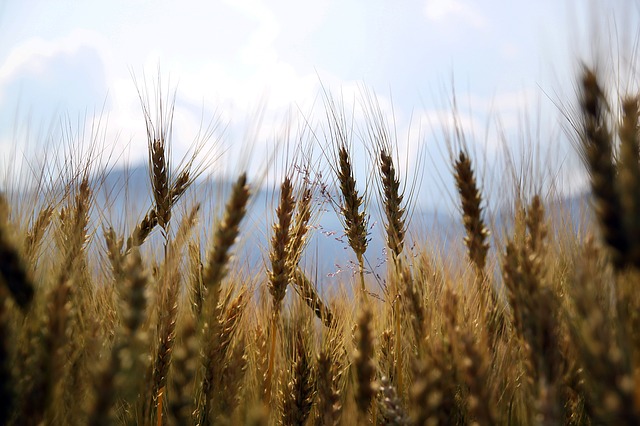 Agriculture research at the University of Reading.