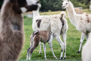 A baby llama feeds from its mother, surrounded by other llamas at the University of Reading farm