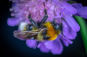 Bee on flower