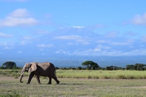 An elephant on a verdant plain